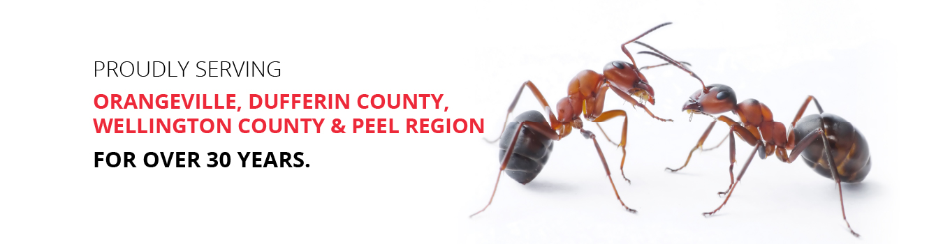 RESIDENTIAL AND COMMERCIAL PEST CONTROL YOU CAN COUNT ON. Serving Dufferin County, Wellington County & Peel Region.