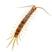 Picture showing CENTIPEDES