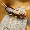 Picture showing EARWIGS