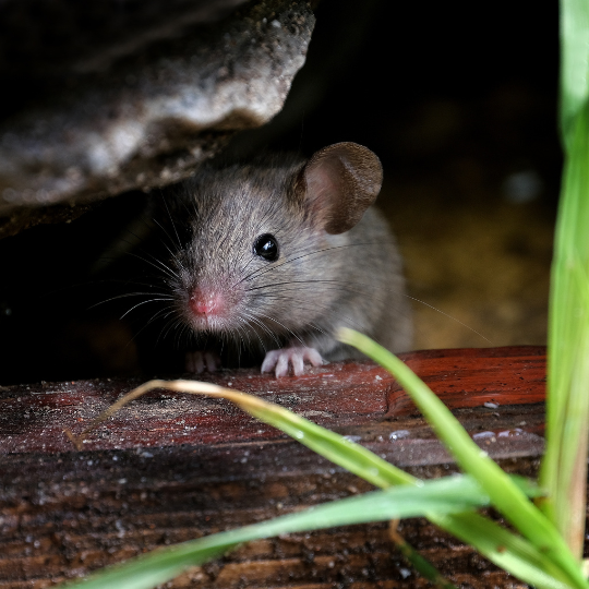 Picture showing MICE