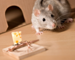 Image for post about Mouse Traps - Good or Bad?
