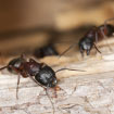Picture showing ANTS