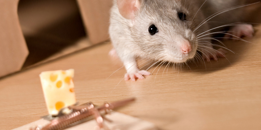 Mouse Traps - Good or Bad?  Advance Pest Control Services